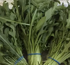 Rucola