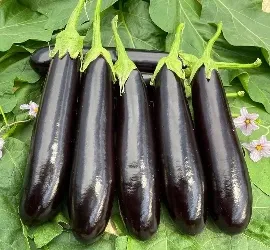 Aubergine (Arous Black)