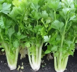 Celery