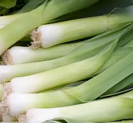 Leek