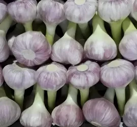 Red Garlic