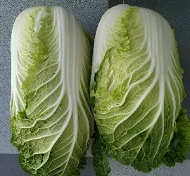 Romaine Lettuce