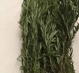 Rosemary