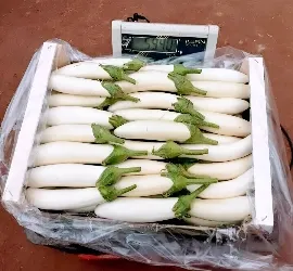 Aubergine (Arous White)